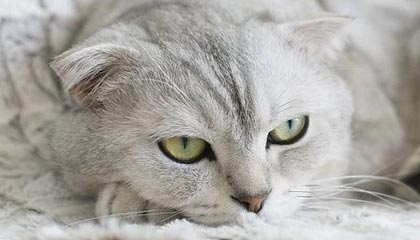 九游体育网站_ 全国游泳锦标赛，池中英豪争夺荣耀，全国游泳冠军赛2021九连冠